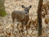 JPG CS 2Doe Woods DSC_2330.jpg