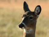 JPG CSb 3Doe Portrait DSC_2521.jpg