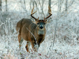 JPG CCaS bBuck Frost DSC_2697.jpg