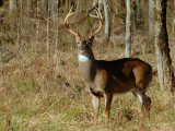 JPG CS 1Tall Buck DSC_2823.jpg