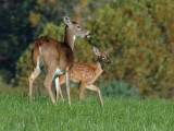 JPG CSa 3Fawn  Mom DSC_0155.jpg