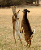 JPG CaS 3Dancing Deer DSC_4004.jpg
