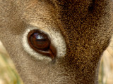 JPG CaS 3Doe Eye DSC_4840.jpg