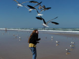 JPG CCaS Gull Attack P4076442.jpg