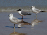 JPG CS Three Gulls P4076435.jpg