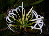 JPG CS Swamp Lily (Crinum americanum) P4071045.jpg