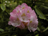 JPG CS 1Rhododendron Blossoms P7017914.jpg