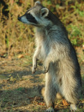 Rosie, The Resident Raccoon