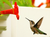 Hummingbird.jpg