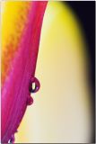 Close Tulip.jpg