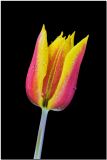 Tulip.jpg