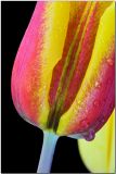 Tulips.jpg