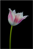 Tulip.jpg