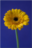 Gerbera.jpg