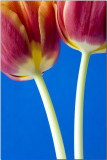 Two blue.jpg
