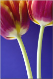 Two purple.jpg