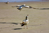 OceanWalk_seagulls_up_flight_390.jpg