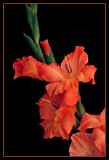 Thanksgiving Gladiolas