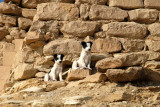Puppies at Step Pyramid