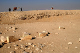Camels