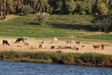 Herds and headsman