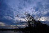 Evening
