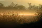 Morning Mist
