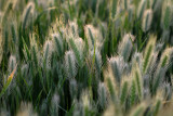 Weeds