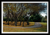 Trees and Golf Path