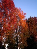 Mixed Fall Trees