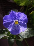 Yet, Another Pansy