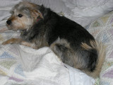 Holly