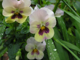 Viola cornuta - Cultivar