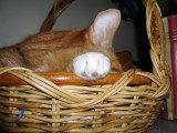 The Cat in the Basket
