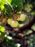Manzanita, the Little Apple