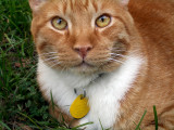 Pumpkin on Grass  068