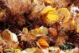 golden leaves