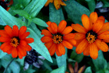 Three is a Crowd