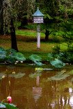 Enchanting Reflection
