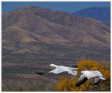 Snow Geese