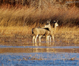 Whitetail Deer