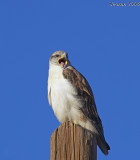 Ferruginous Hawk