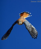 American Kestrel