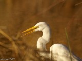 Great Egret