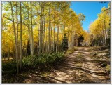 aspen in the kaibab national forest