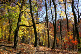 Schenley Park