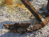 Rusty Anchor