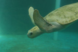 LORA TURTLE FROM THE GULF COAST