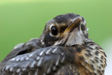 IMG_1949 copy2.jpg