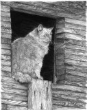 Graphite Pencil - The Barn Cat